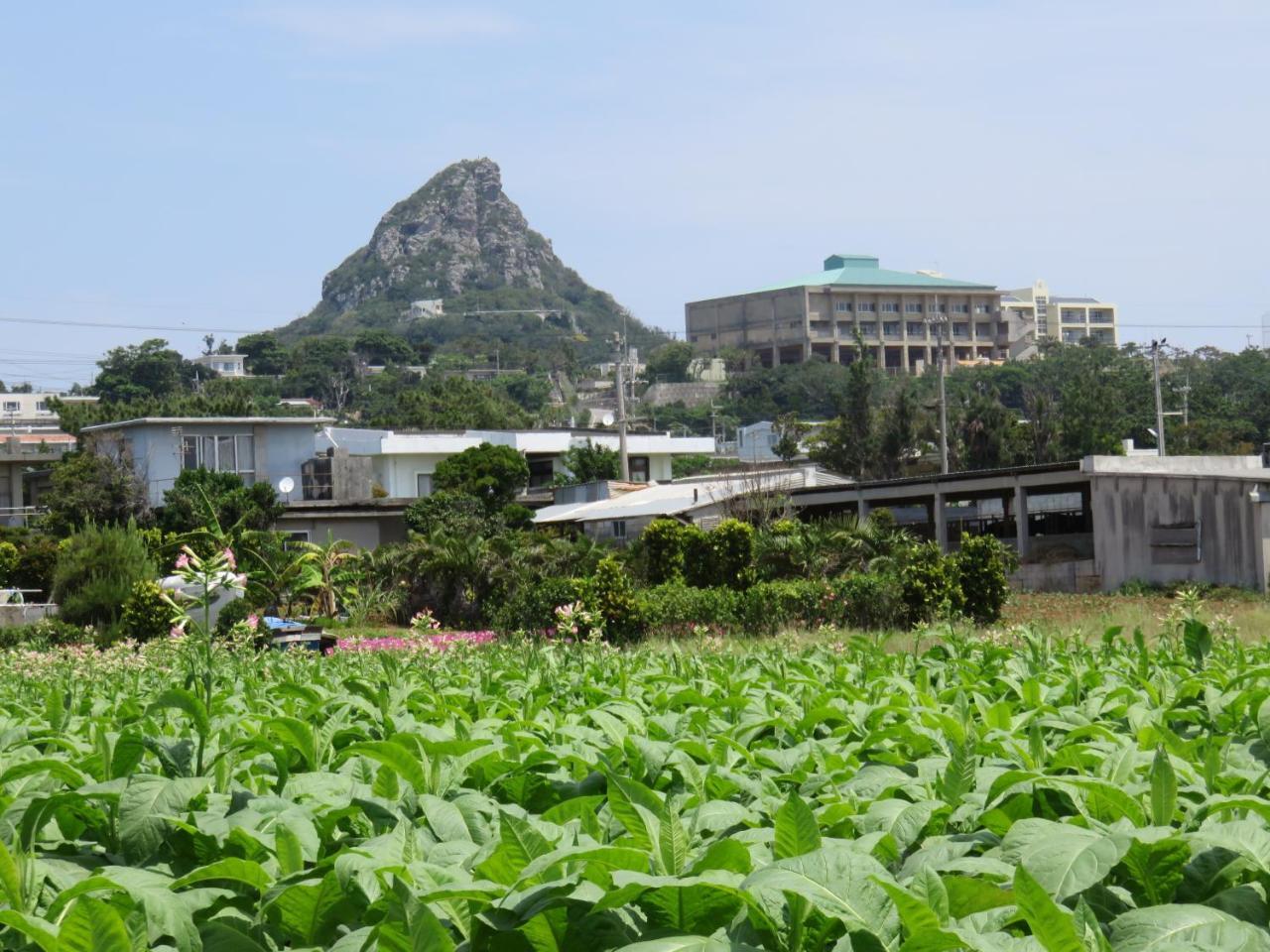 Okinawa Freedom Villa Nakijin Bagian luar foto