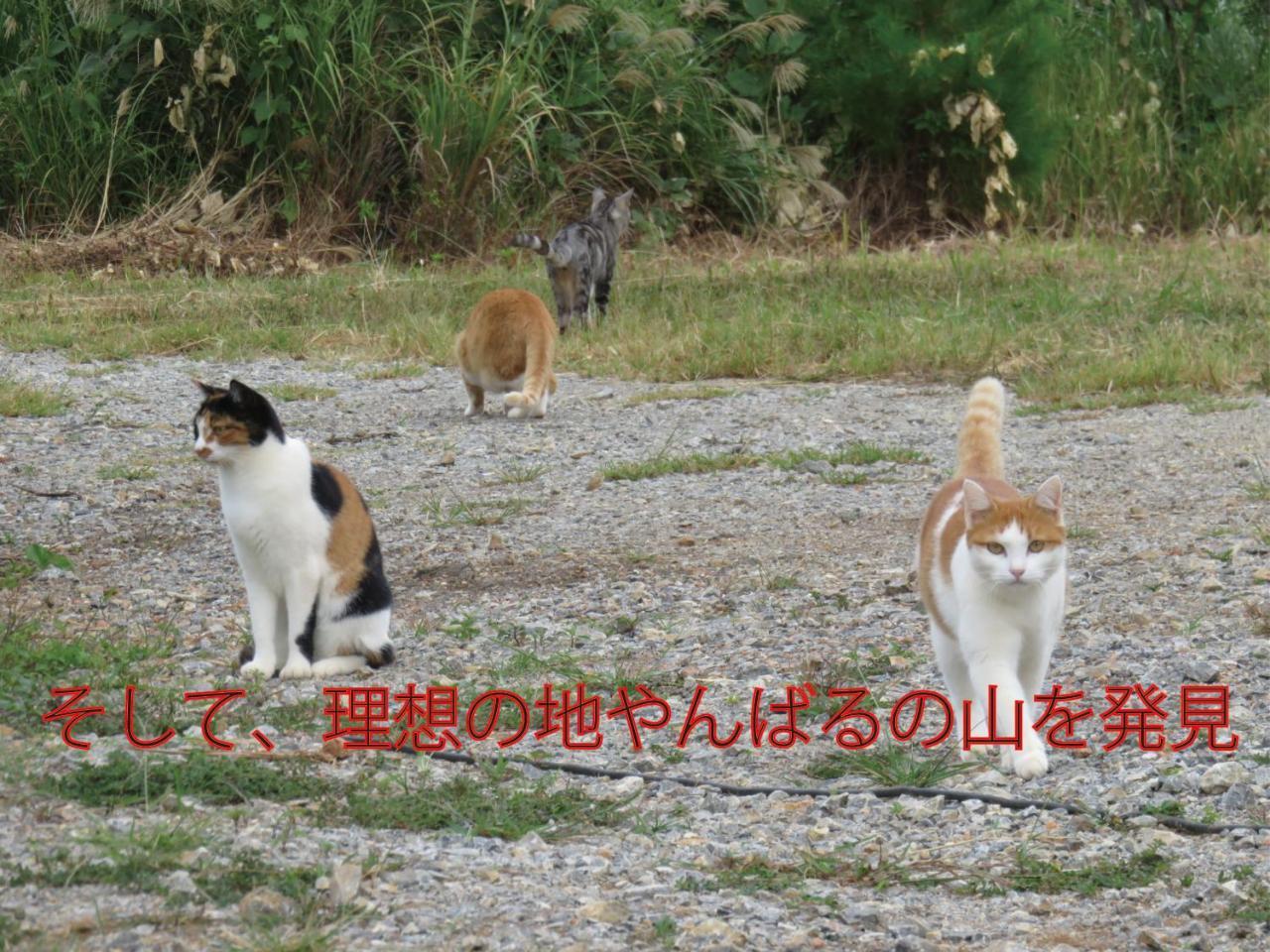 Okinawa Freedom Villa Nakijin Bagian luar foto